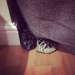 Gemma Griffith - @a_tortoise_named_eric - Instagram