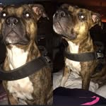 *HÄLSA*DOG LIFE*KOST*FITNESS* - @gemmahahn - Instagram