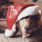 Gemma & Kramer - @furever_adventure - Instagram