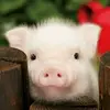 Gemma McColl - @gemmalordofpigs - TikTok