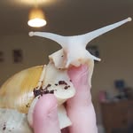 Gemma Moss - @shellyandshrekadventures - Instagram
