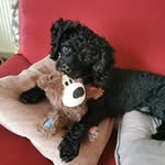 Gemma Pearce - @reggie_thetoypoodle - Instagram