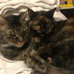Piper & Gemma - @furbabies_piperandgemma - Instagram