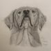 Animal Art by Gemma Rogers - Facebook