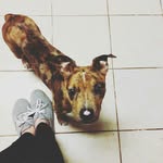 Gemma Sims - @gemmathecatahoula - Instagram