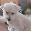 Gemma Wolf - @gemma.wolf4 - TikTok