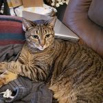 Gina Cangelosi Decker - @catmom1926 - Instagram