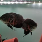 Gen Aqua Fish Point - Facebook