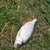 Gena_Fish - @genka_.ru - TikTok