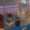gena gabriel - @meow201994 - TikTok