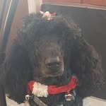 Gina Osborn - @jessethepoodlesmama - Instagram