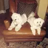 Gena Meadows Rivers - @genameadowsrivers - TikTok