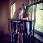 GENA STEPHENS - @aryablogreadinglive - Instagram