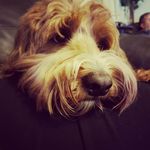 Gina Wise - @gwise11 - Instagram