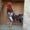 Genaro Juarez - @genaro.juarez65 - TikTok