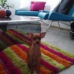 Genaro Perez - @genaroperez4891 - Instagram