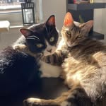 Genaro und Pina - @genaro.and.pina_the_cats - Instagram