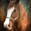 Genaro Quezada - @genaroquezada08 - TikTok