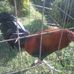 Genaro Rivera - Facebook