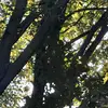 Baumhausgang - @baumhausgene - TikTok