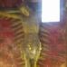 Gene Bay - Facebook