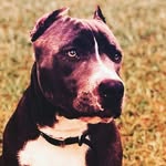 Bentley Gene Gibson - @bentleygene19 - Instagram