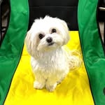 Bentley Gene Springer - @bentley_gene_havashire - Instagram