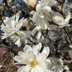 Genell Blomquist - @genellblomquist - Instagram