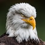 Gene Booth - @grey_liberty_casino - Instagram