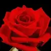 Genevieve Brucelo - @genevieve.brucelo - TikTok