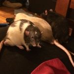 Gene+Burt+Indy, Adventure Rats - @gene_burt_indy - Instagram