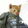 General Catt - @general.catt - TikTok
