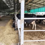 Scdm Cattle Genetics - @scdm_cattle_genetics - Instagram