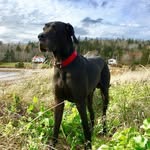Dexter - @dexterthedegeneratedane - Instagram