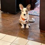 Dudley Gene - @dudleygenethecardicorgi - Instagram