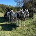 Gene Ferrell - Facebook