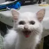 michellegenefinez - @michellegenefinez - TikTok