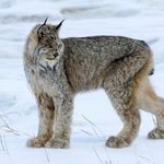 Gene Heller - @600wat - Instagram