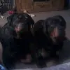 genehetrick0 - @genehetrick0 - TikTok