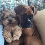 bentley and general - @bentley_and_general_iverson - Instagram
