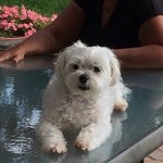 Gene Mitchell - @genogigliotti - Instagram