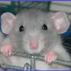 genelms - @genelms3 - TikTok