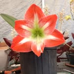Bernice & Gene O'Connor - @oconnors_flower_haven_ - Instagram