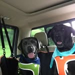 Gene Proffitt - @twolabboys - Instagram
