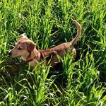 GenerAU🐶 - @_generau - Instagram