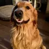 General Renfrow - @funwithfrow - TikTok