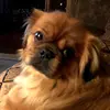 Gene Schmidt - @gene.schmidt4 - TikTok