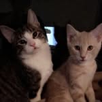 gene & snow - @baileysboys - Instagram