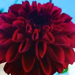 @_gene_strattonporter - Instagram