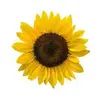genesunflower27 - @genesunflower27 - TikTok